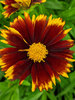 Coreopsis Uptick Red