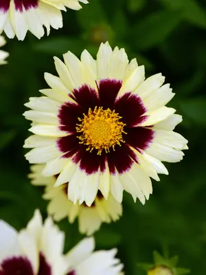 Link to Coreopsis Uptick Cream &amp; Red