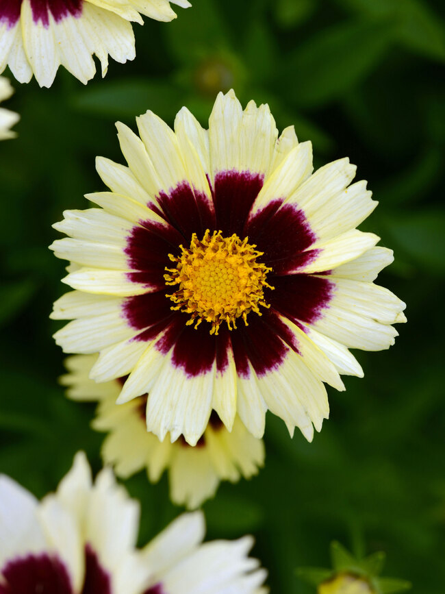 Coreopsis Uptick Cream and Red