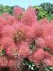 Cotinus The Velvet Fog