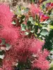 Cotinus The Velvet Fog
