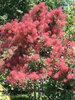 Cotinus The Velvet Fog