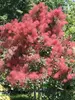 Cotinus The Velvet Fog