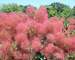 Cotinus The Velvet Fog