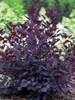 Cotinus Winecraft Black