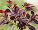 Cotinus Winecraft Black