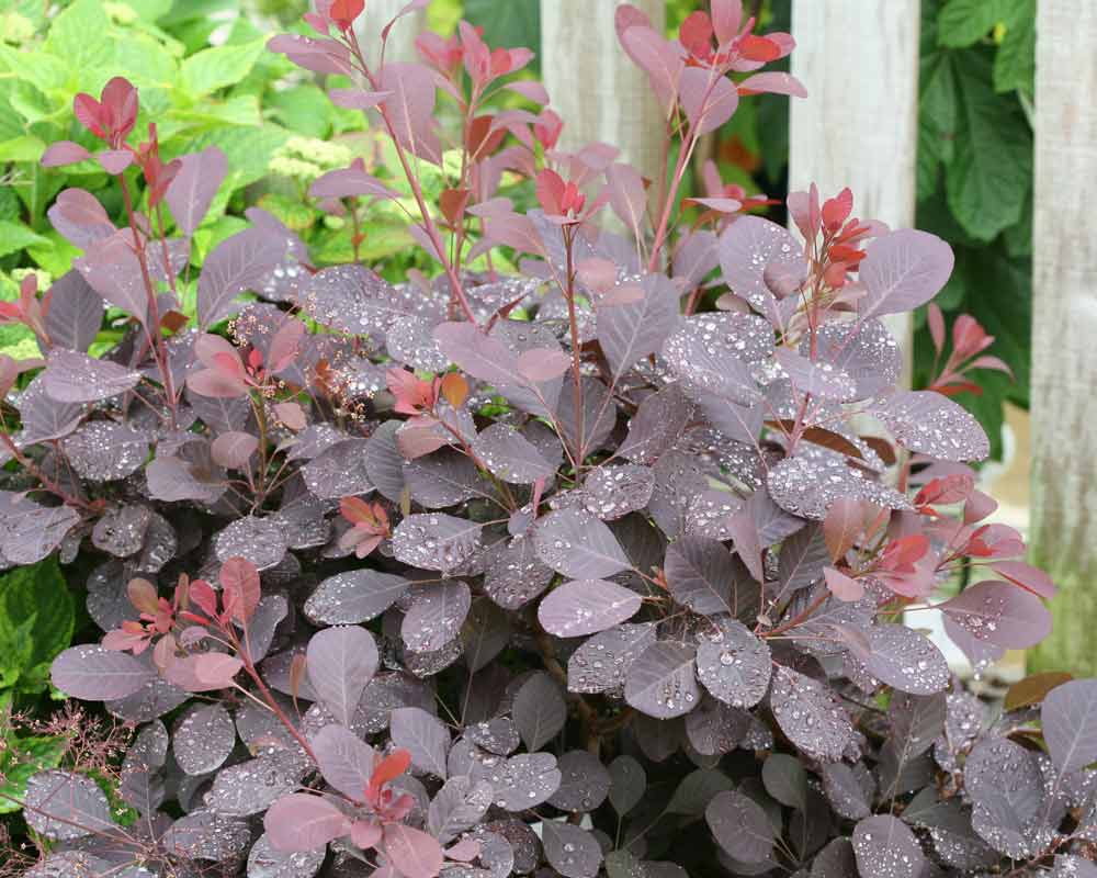Cotinus Winecraft Black (Smokebush)