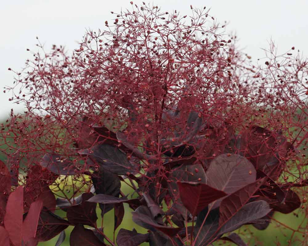 Cotinus Winecraft Black (Smokebush)