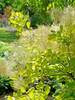 Cotinus Winecraft Gold