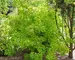 Cotinus Winecraft Gold