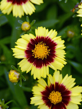 Photo of COREOPSIS UPTICK YELLOW AND RED*