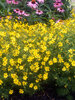 Coreopsis Zagreb