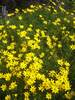 Coreopsis Zagreb