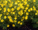 Coreopsis Zagreb