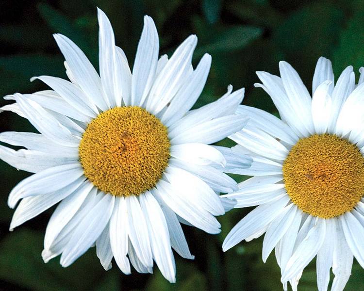 Product Viewer - Chrysanthemum Amelia