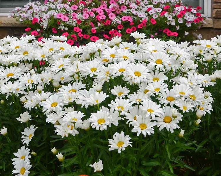 Product Viewer Chrysanthemum superbum Daisy May