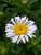 Chrysanthemum Lacrosse