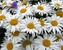 Chrysanthemum Lacrosse