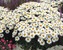 Chrysanthemum Lacrosse