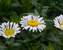 Chrysanthemum Lacrosse