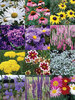Deluxe Cutting Garden