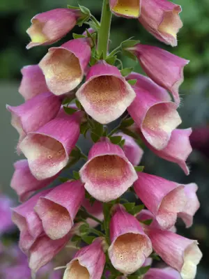 Link to Digitalis Arctic Fox Rose