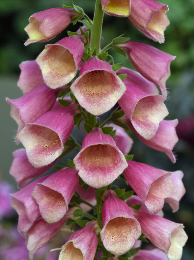 Digitalis Arctic Fox Rose