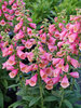 Digitalis Arctic Fox Rose