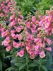 Digitalis Arctic Fox Rose