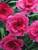 Dianthus Everlast Dark Pink