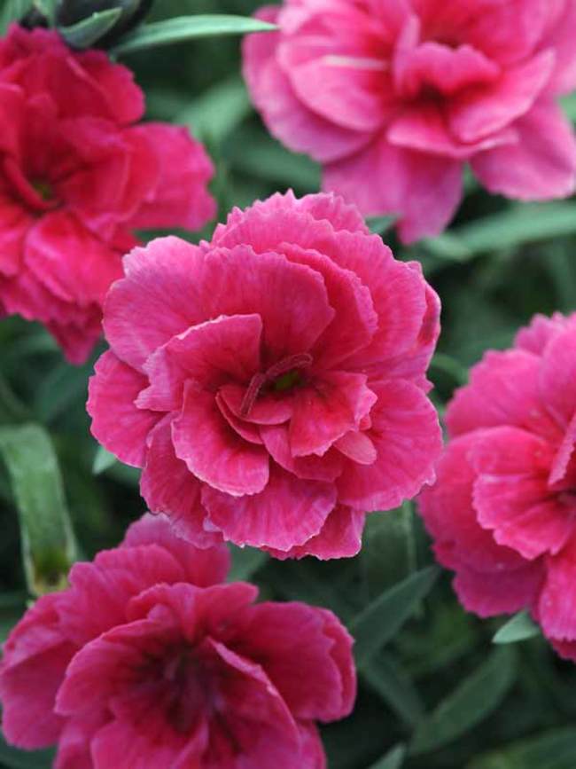 Dianthus Everlast Dark Pink