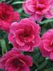 Dianthus Everlast Dark Pink