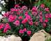 Dianthus Everlast Dark Pink