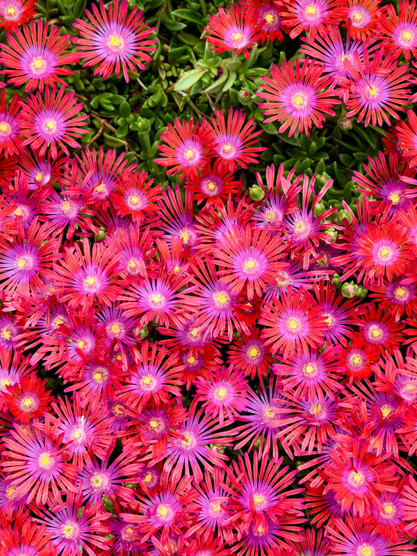 Delosperma Action Shot