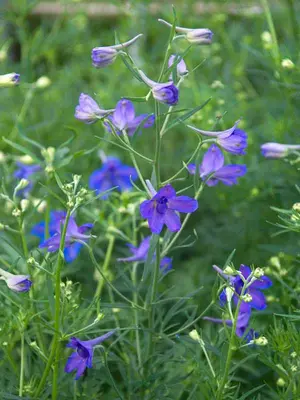 Link to Delphinium Blue Butterfly
