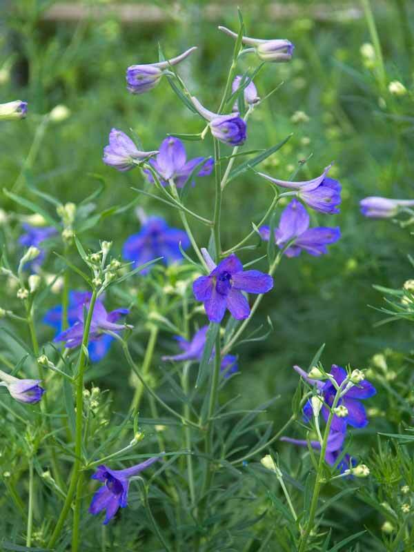 Delphinium Blue Butterfly