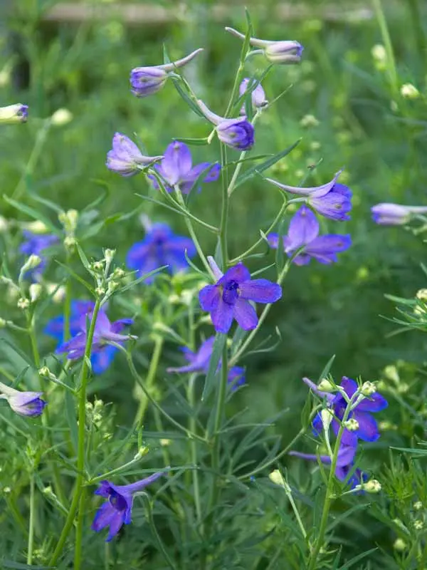 Delphinium Blue Butterfly