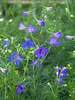 Delphinium Blue Butterfly