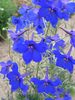 Delphinium Blue Butterfly