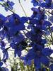 Delphinium Blue Butterfly