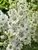 Delphinium Black Eyed Angels