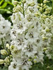 Delphinium Black Eyed Angels