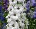 Delphinium Black Eyed Angels