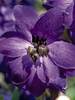 Delphinium Black Knight