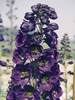 Delphinium Black Knight