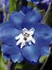 Delphinium Blue Bird