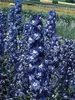 Delphinium Blue Bird