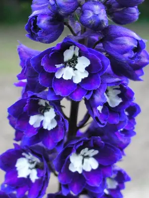 Link to Delphinium Dark Blue White Bee