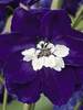 Delphinium Dark Blue White Bee