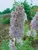 Delphinium Cherry Blossom